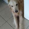 foto do perfil barthes